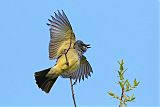 Cassin's Kingbird